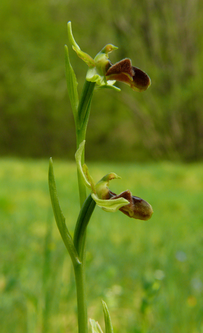 Ophrys sphegodes - variabilit